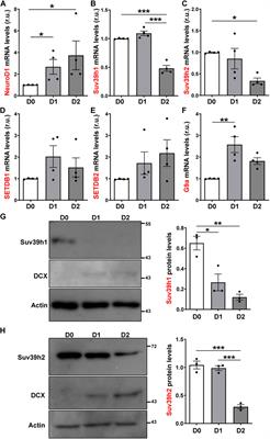 H3K9 Methyltransferases Suv39h1 and Suv39h2 Control the Differentiation of Neural Progenitor Cells in the Adult Hippocampus